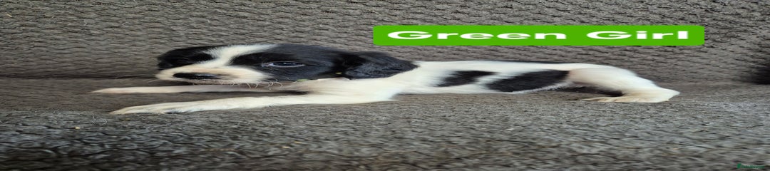 English Springer Spaniel Puppy 4