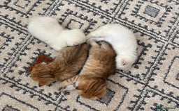 British Shorthair cats for sale: British Shorthair golden and silver - Image 3