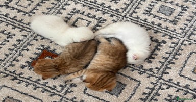 British Shorthair cats - Advert 9