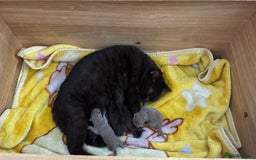 British Shorthair cats for sale: Gccf Champion Sired British Shorthair Kittens  - Image 6