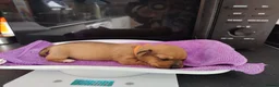 Jackshund dogs for sale: Jackhounds - Advert 11