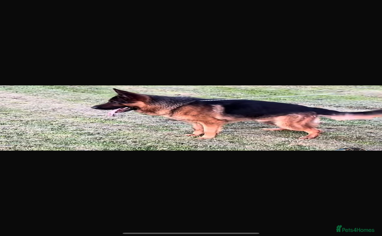 German Shepherd dogs - Advert 9