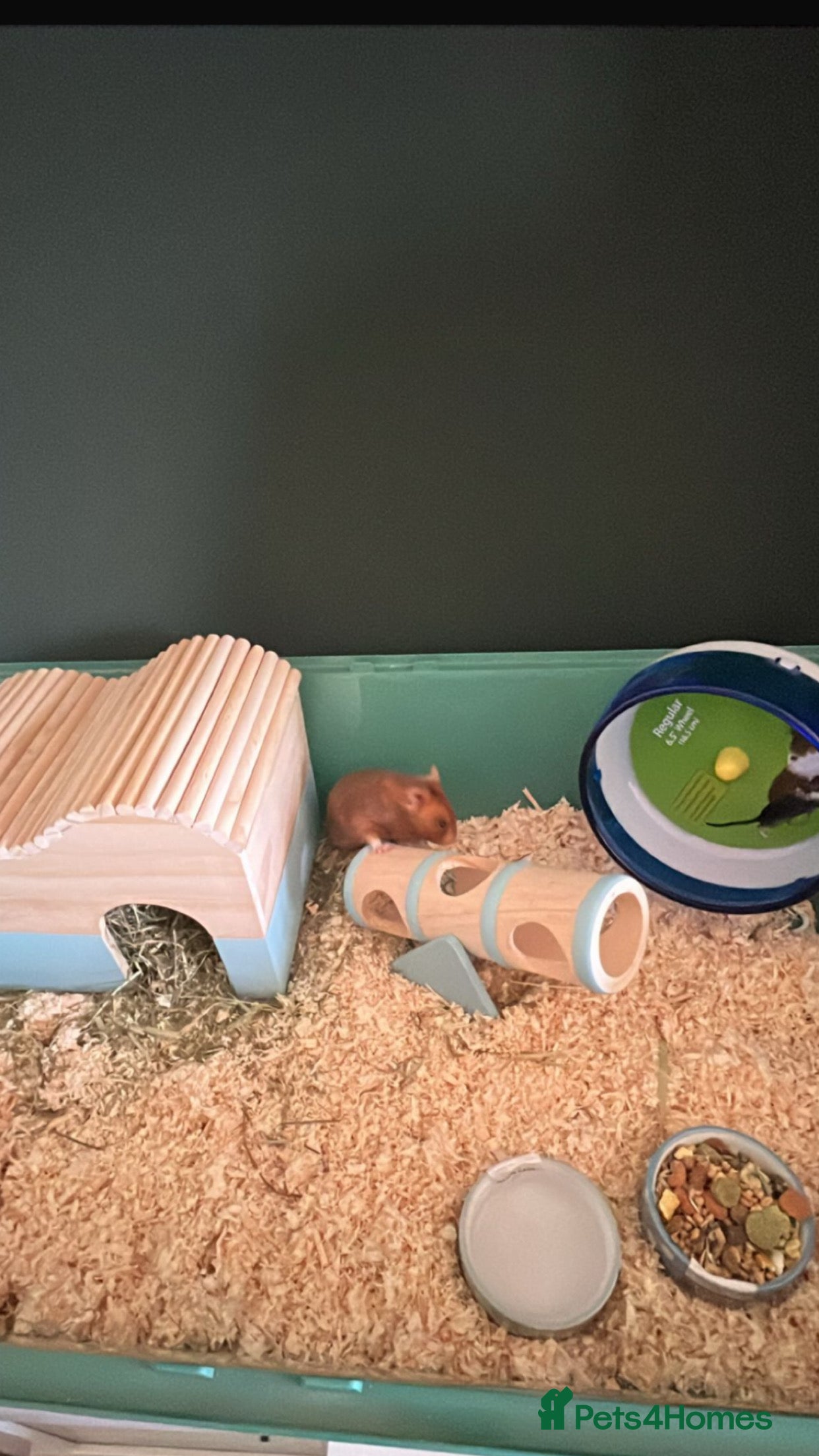 Hamster rodents Hamster - Advert 1