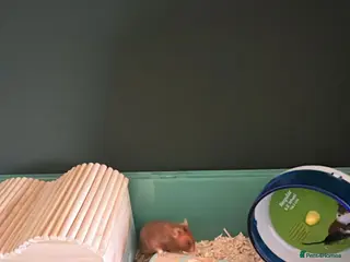 Hamster rodents Hamster - Advert 1