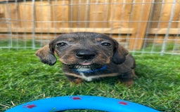 Dachshund dogs for sale: wirehaired dachshunds (teckels) - Image 40