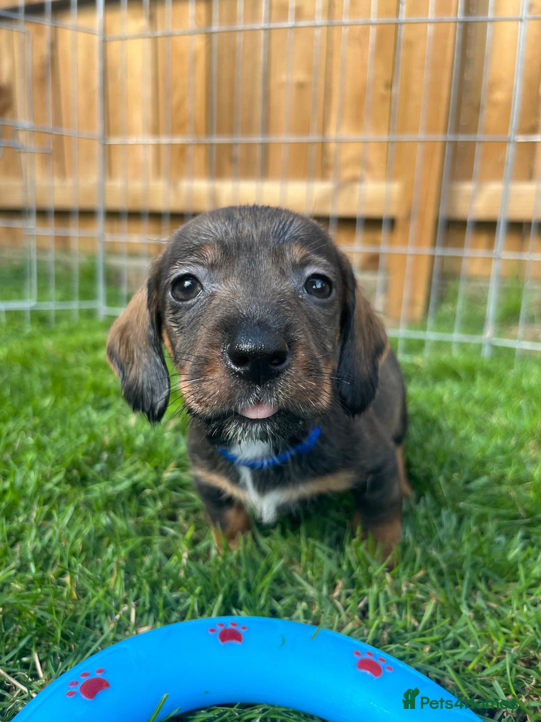 Dachshund dogs for sale: wirehaired dachshunds (teckels) - Image 40