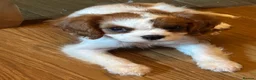 King Charles Spaniel dogs for sale: Loving King Charles Pup - Advert 1