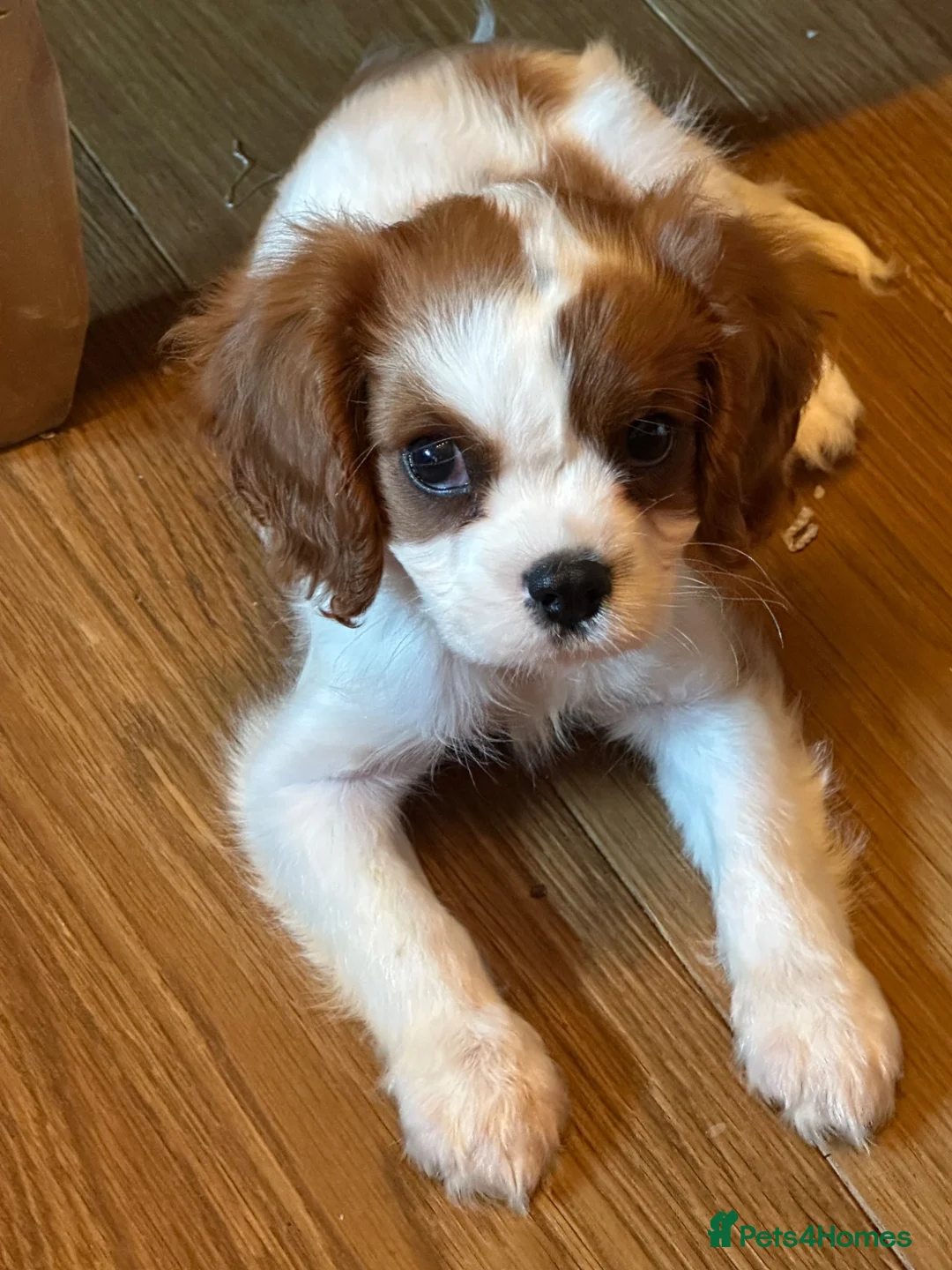 King Charles Spaniel dogs for sale: Loving King Charles Pup - Advert 1