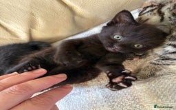 British Shorthair cats for sale: 4 lovely little kittens  - Advert 6