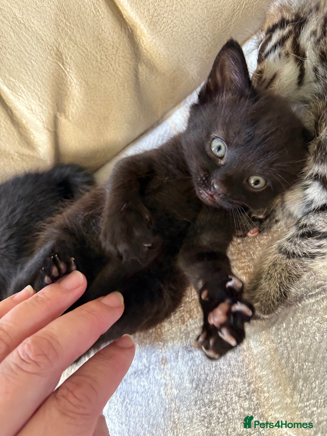 British Shorthair cats for sale: 4 lovely little kittens  - Advert 6