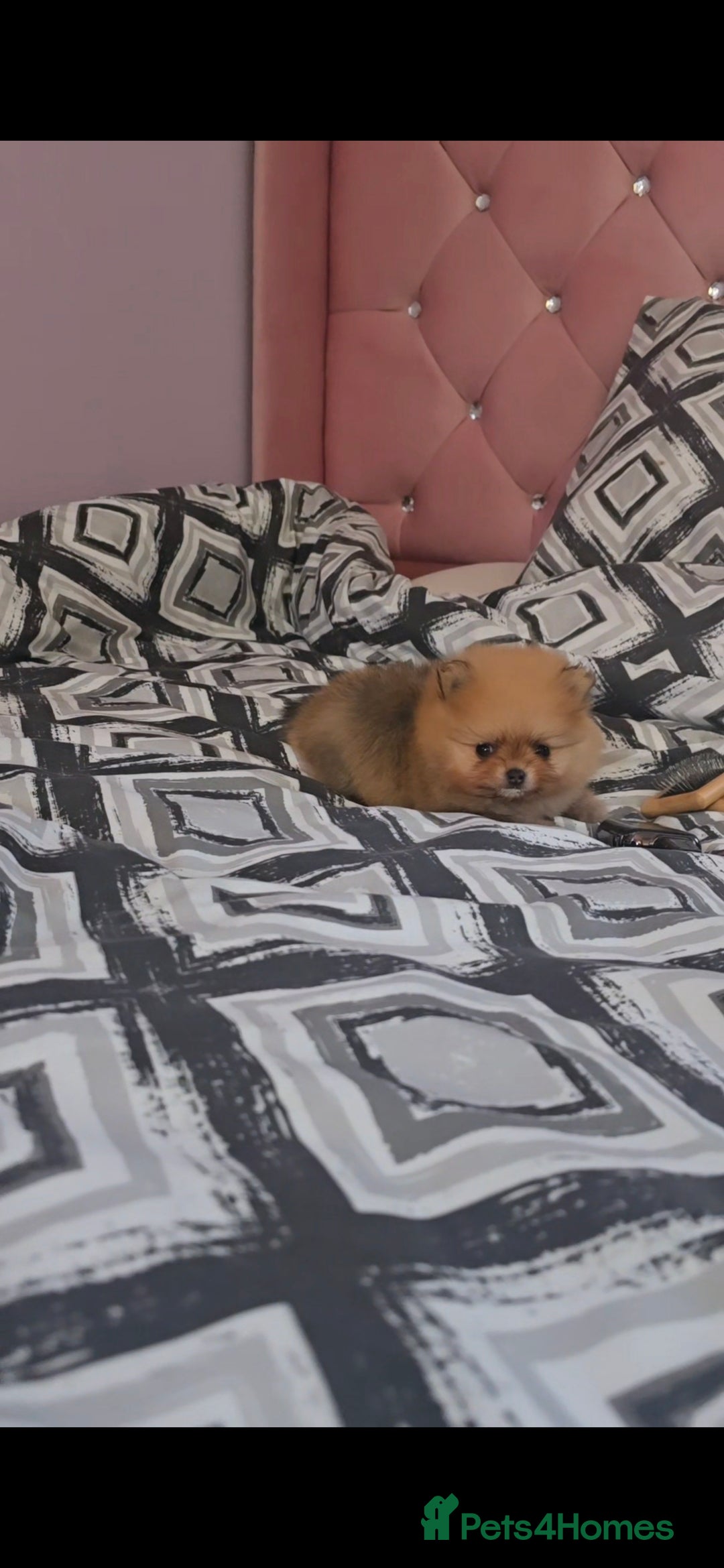 Pomeranian dogs for sale: MINI 2 Girls left, boy sold!  - Image 22