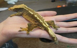 Gecko reptiles for sale: Crested gecko male - Image 2