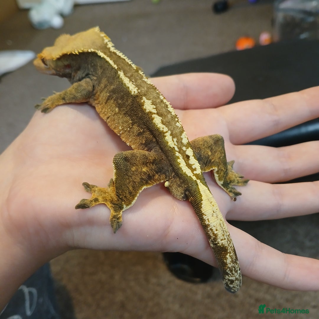 Gecko reptiles for sale: Crested gecko male - Image 2