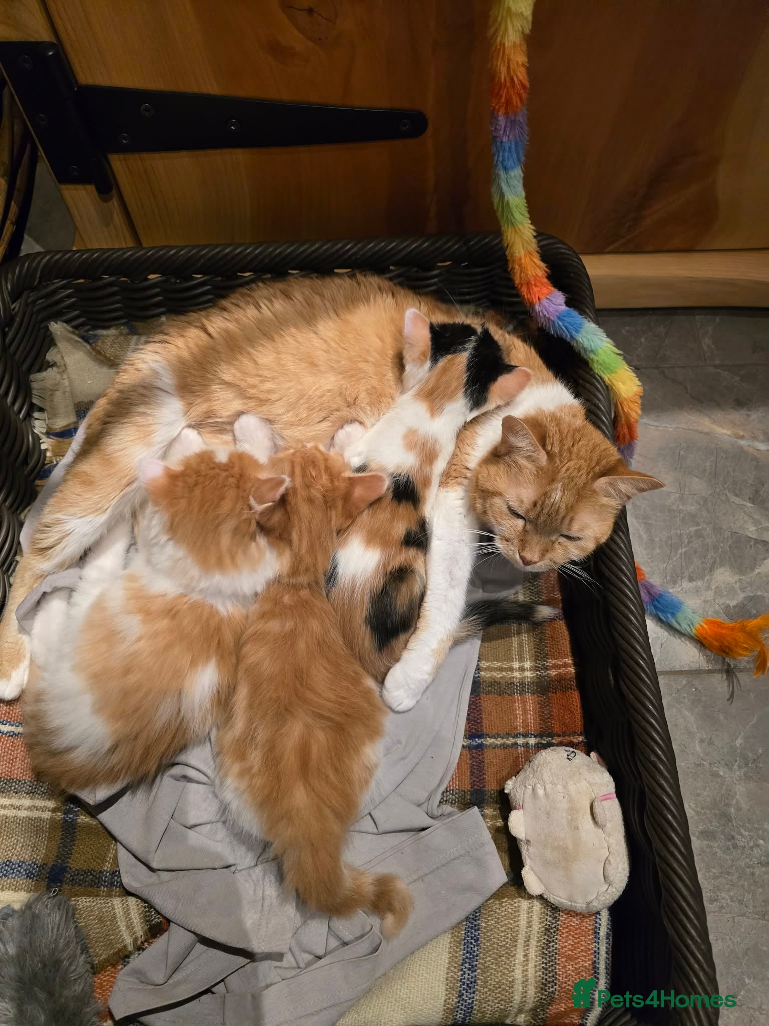 Mixed Breed cats Beautiful kittens - Advert 2