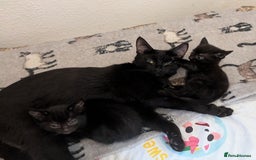 Mixed Breed cats for sale: Sweet kittens  - Image 1