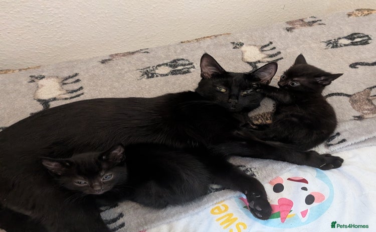 Mixed Breed cats - Advert 1