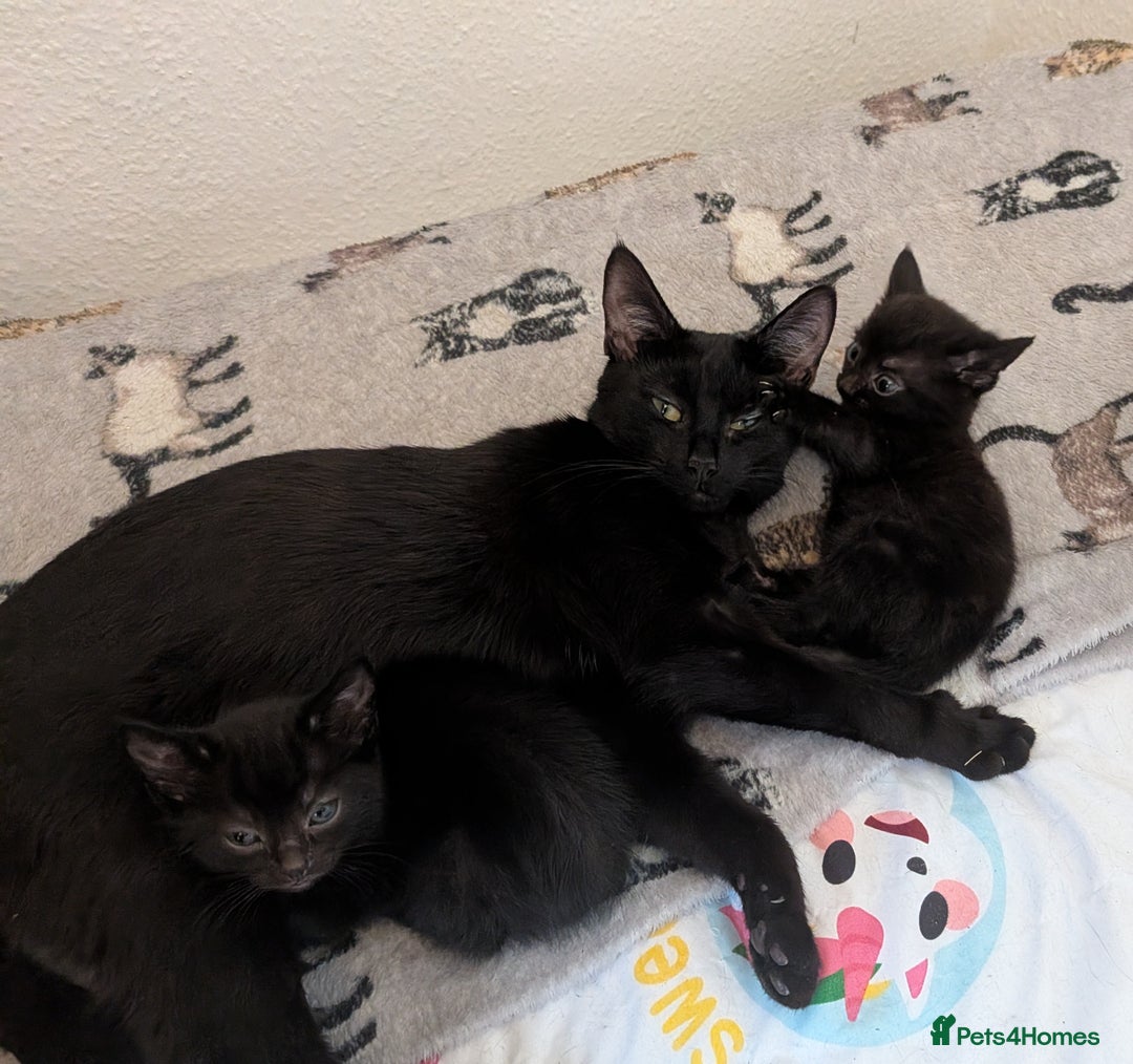 Mixed Breed cats for sale: Sweet kittens  - Image 1