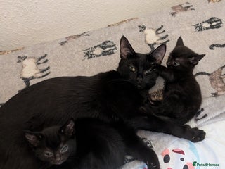 Mixed Breed cats for sale - Advert 1