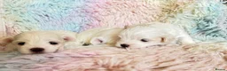 Maltese dogs for sale: Kc registered mini Maltese boy  - Advert 21