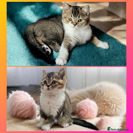 Scottish Fold cats Scottish Fold Straight Ear Kittens Last Girl left - Advert 10