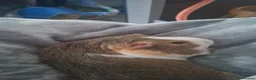 Guinea Pig rodents for sale: 3 females and complete set up in Barrow-in-Furness - Advert 2