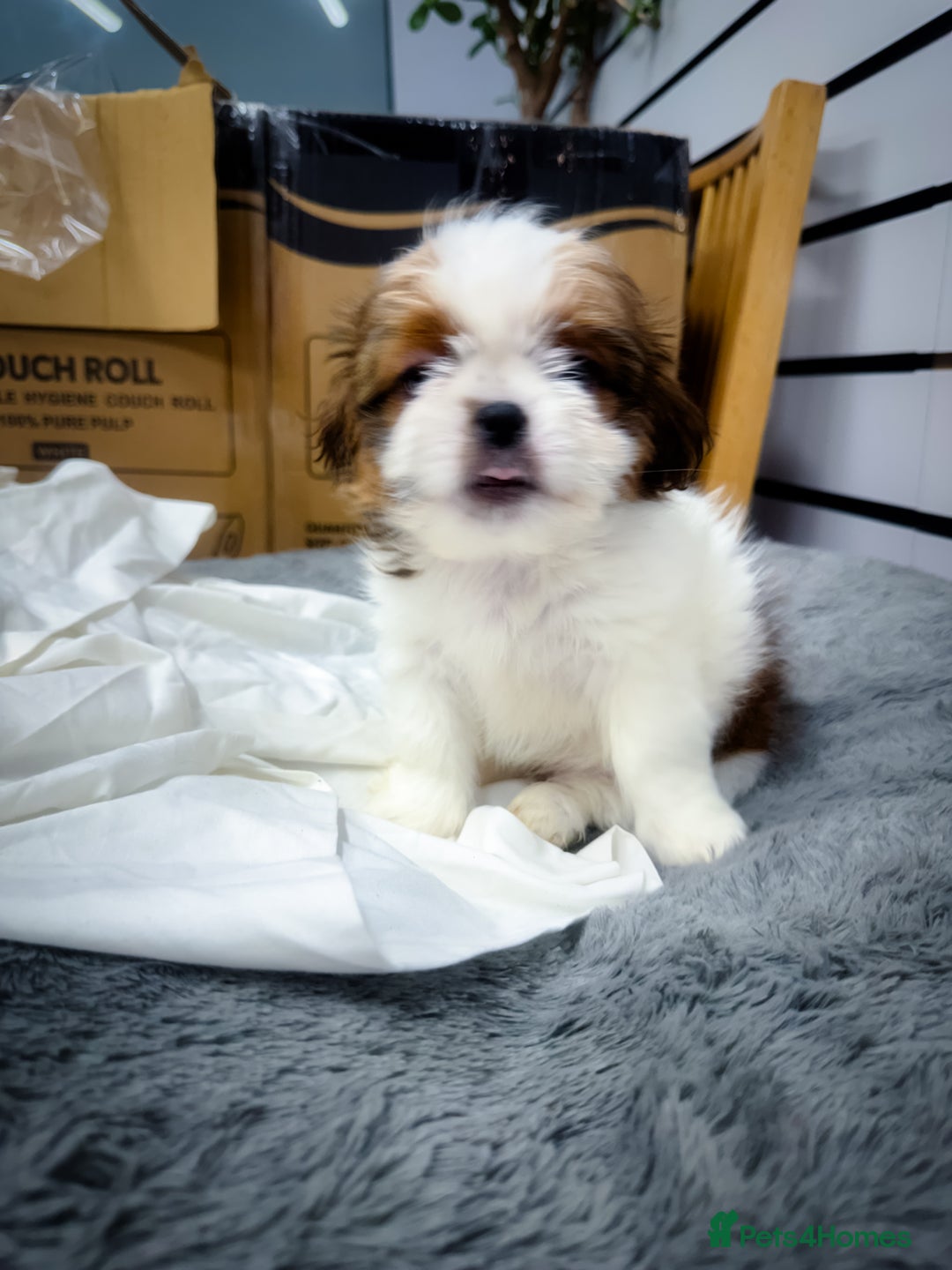 Mixed Breed dogs for sale: ✨ Gorgeous Mixed-Breed Puppies Looking for Homes - Advert 7