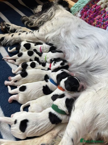 Sprocker dogs in Bristol - Advert 3