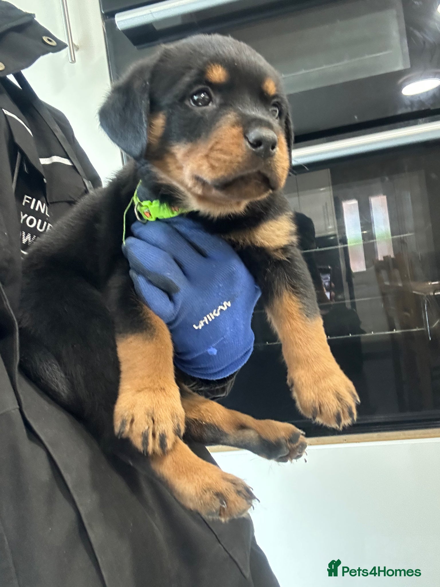 Rottweiler dogs for sale: Rottweiler Puppies  - Advert 28