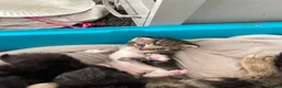 Mixed Breed cats for sale: 1 boy left black need home  - Advert 20