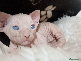Sphynx cats Beautiful Sphinx boys available. - Advert 2