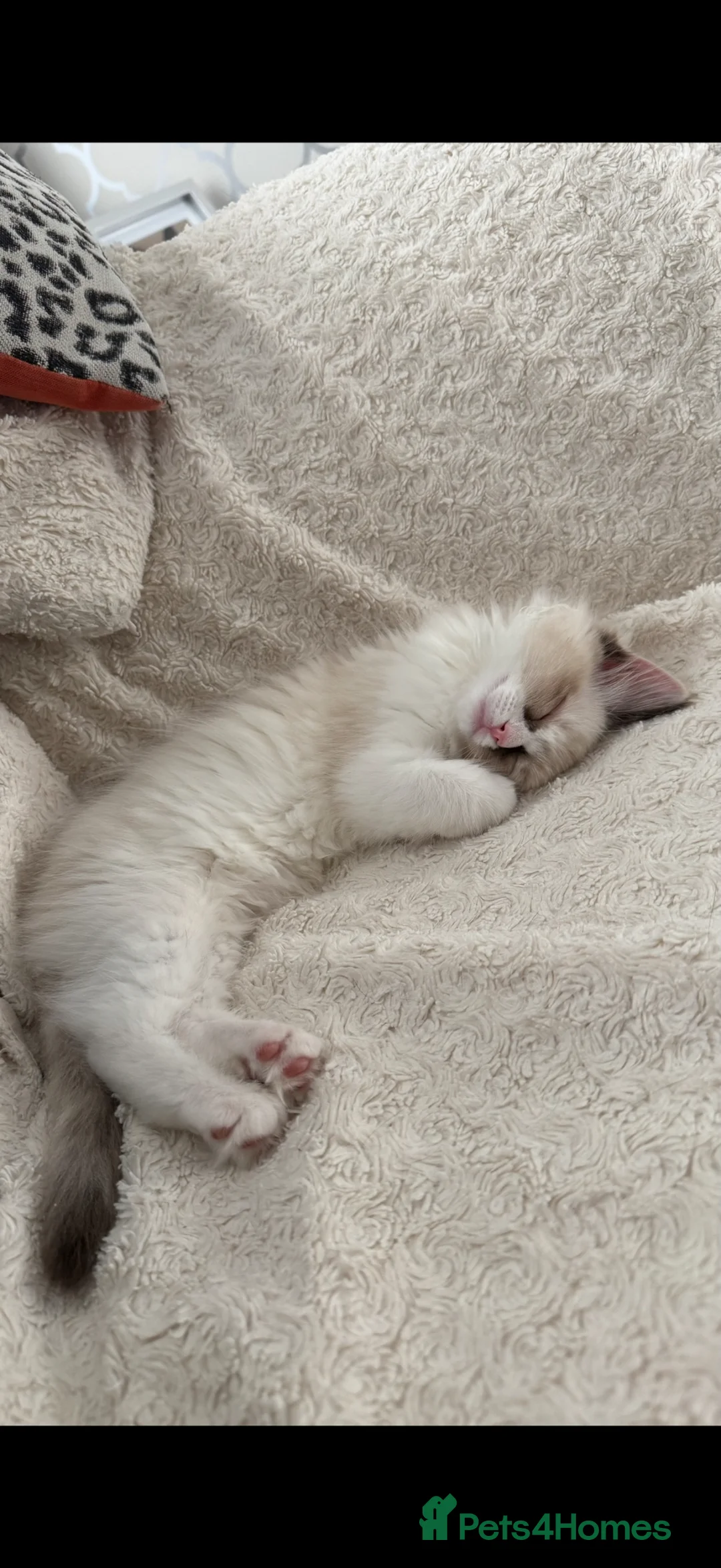 Ragdoll cats for sale: 3 male ragdolls and 1 female  in Doncaster - Advert 21