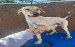 Mixed Breed dogs for adoption: Pettern - Norwich Norfolk  - Image 8