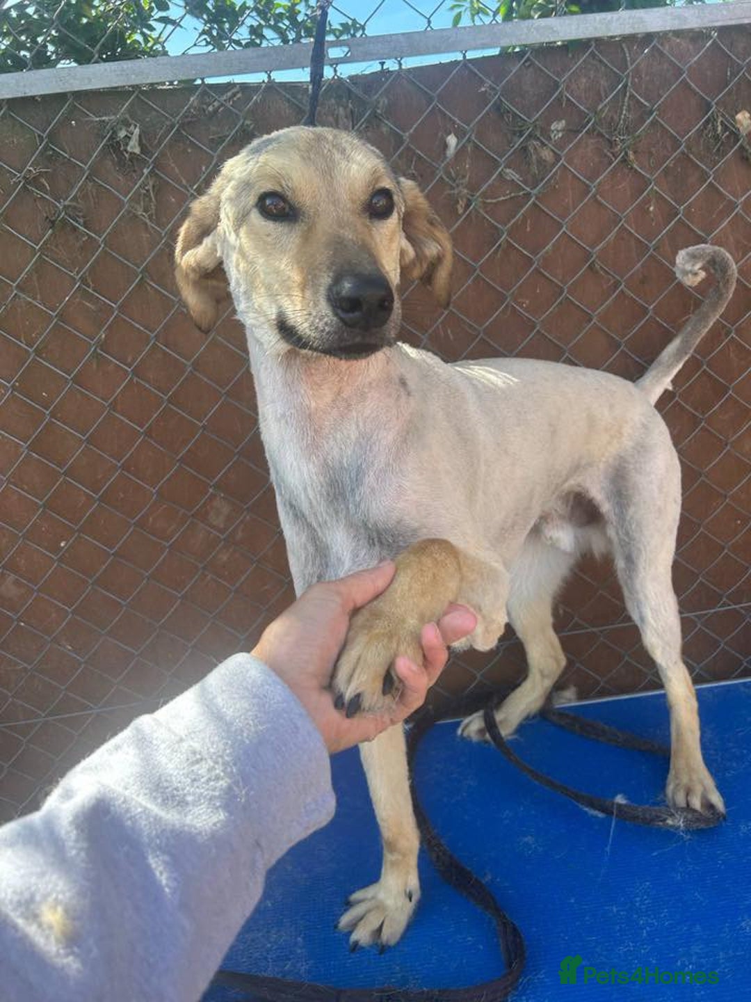 Mixed Breed dogs for adoption: Pettern - Norwich Norfolk  - Image 8