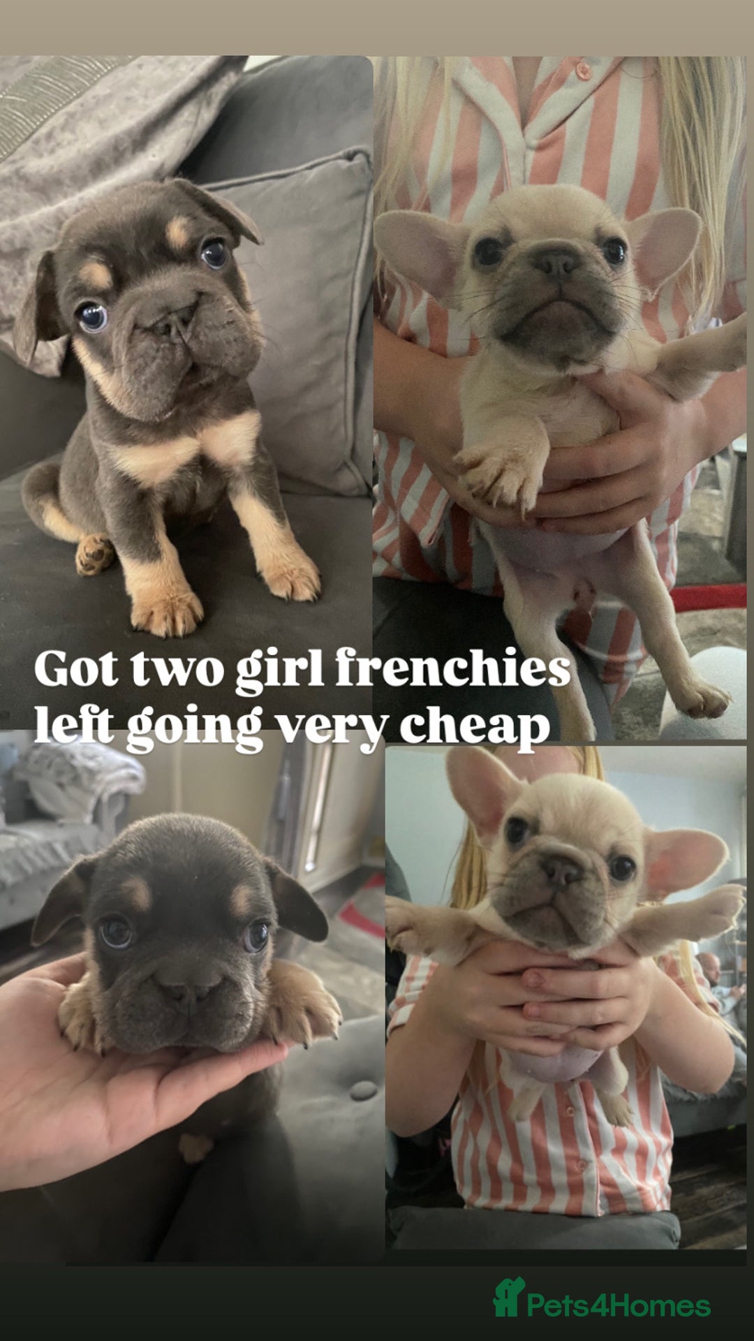 French Bulldog dogs for sale: Two French bulldog pups left discounted  - Image 2