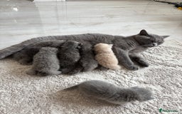 British Shorthair cats for sale: British Short Hair Kittens  - Image 3