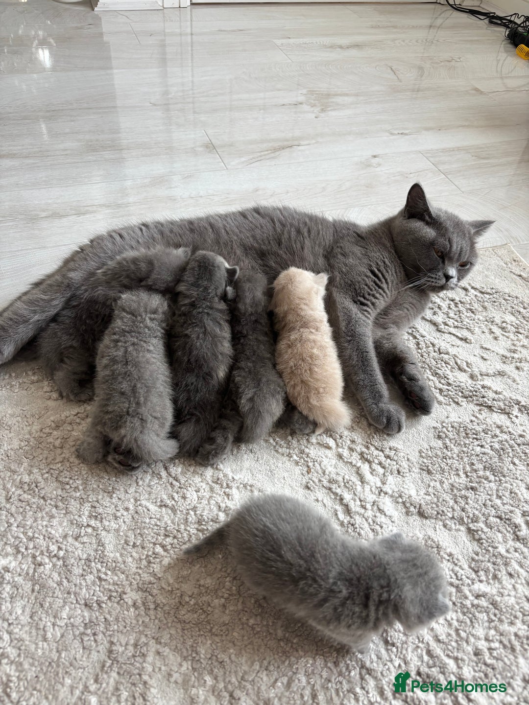 British Shorthair cats for sale: British Short Hair Kittens  - Image 3