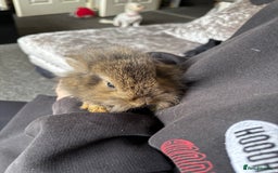 Mixed Breed rabbits for sale: Bunnies for sale  - Image 11