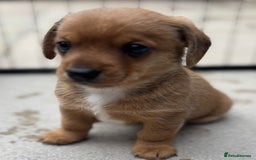 Mixed Breed dogs for sale: F1 dameranians  - Image 3