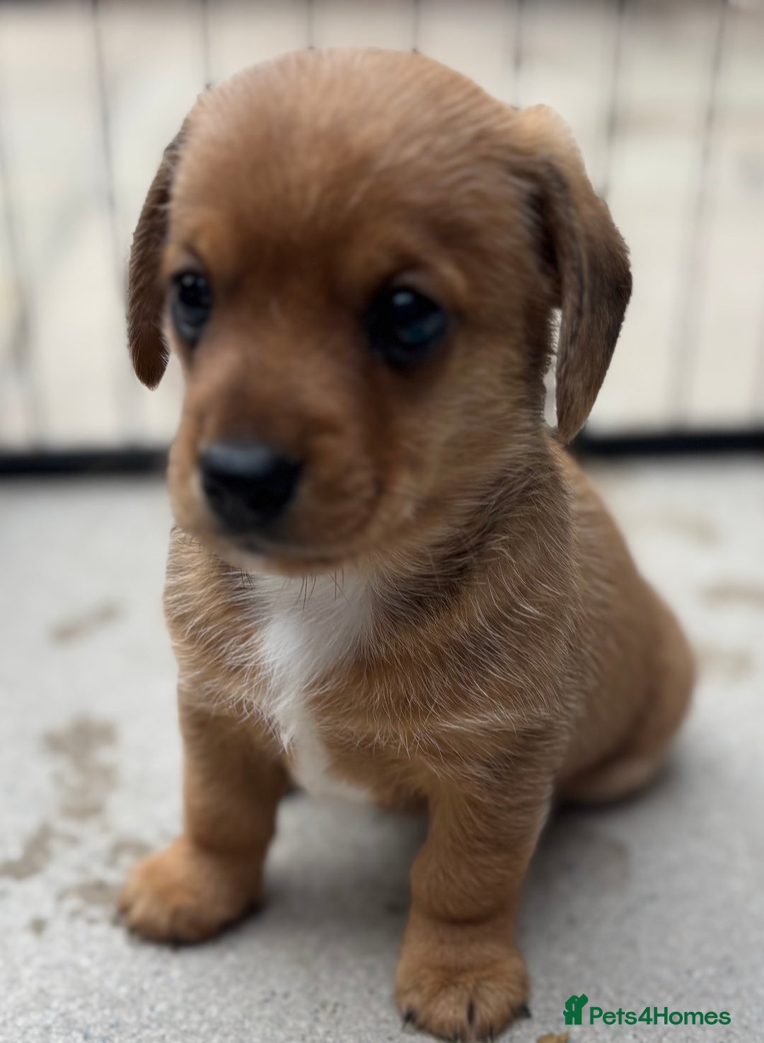 Mixed Breed dogs for sale: F1 dameranians  - Image 3