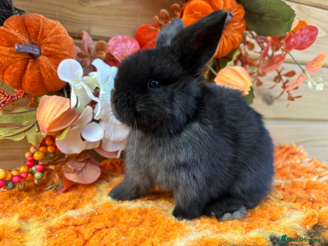 Mini Lop rabbits for sale: Friendly Mini Lops - Image 2