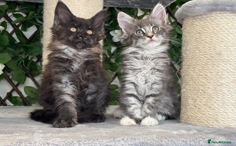 Maine Coon cats - Advert 3