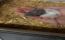 Rat rodents for sale: Good verity of male and female baby rats  - Image 7