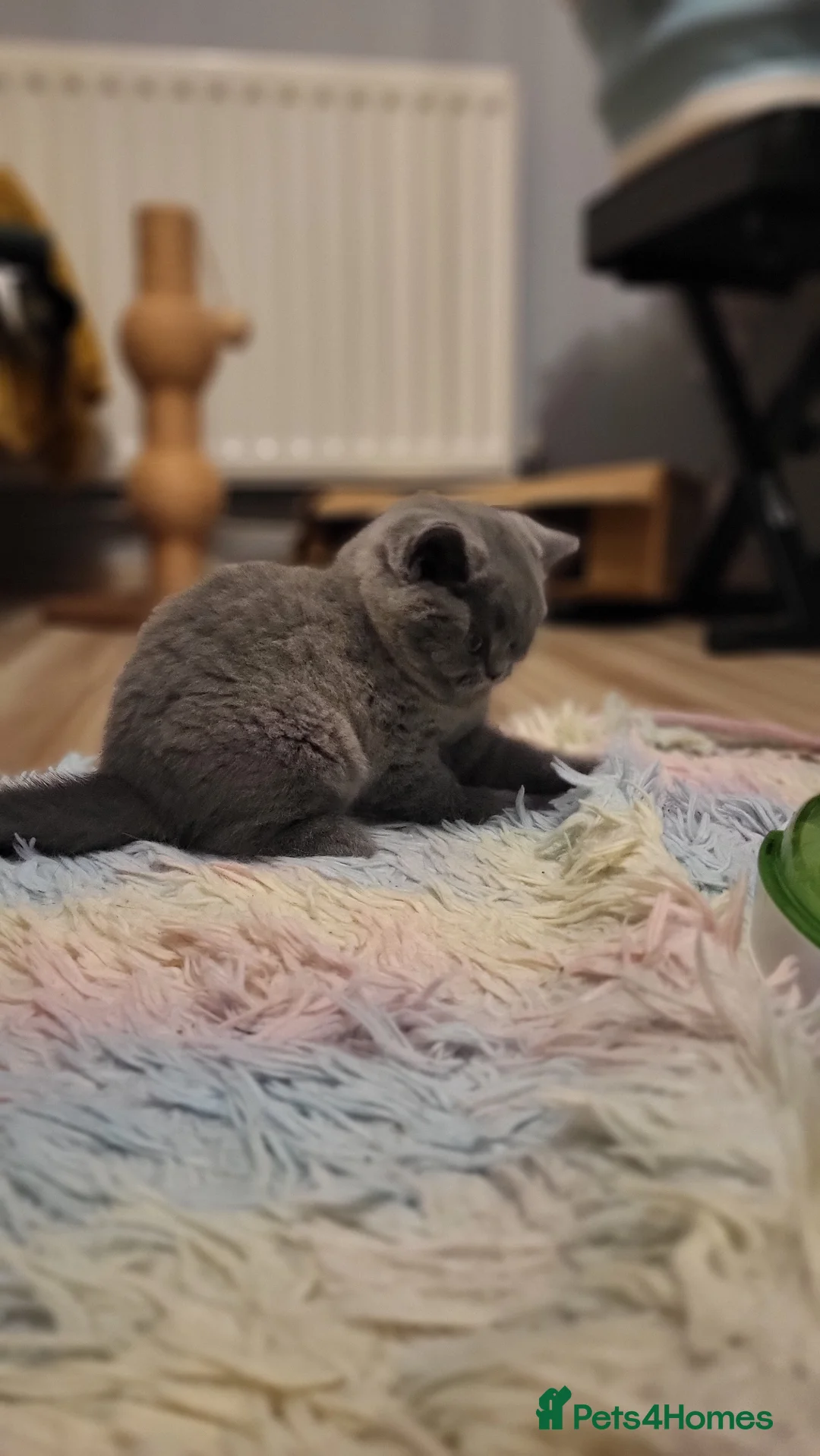 British Shorthair cats for sale: Pedigree British Shorthair kittens GCCF in Peterborough - Advert 2