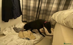 Greyhound dogs for sale: Greyhound puppy girl flo jo beautiful natured  - Image 3