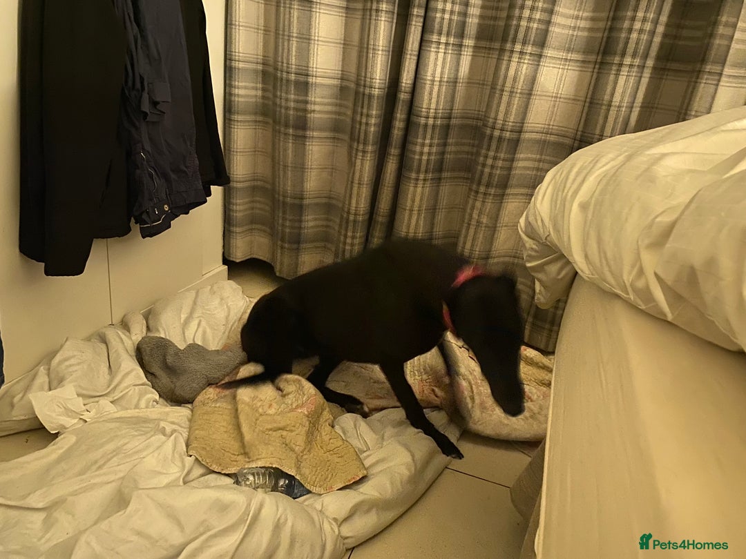 Greyhound dogs for sale: Greyhound puppy girl flo jo beautiful natured  - Image 3