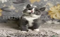 British Shorthair cats for sale: Gorgeous British Shorthair kittens GCCF registered - Image 12
