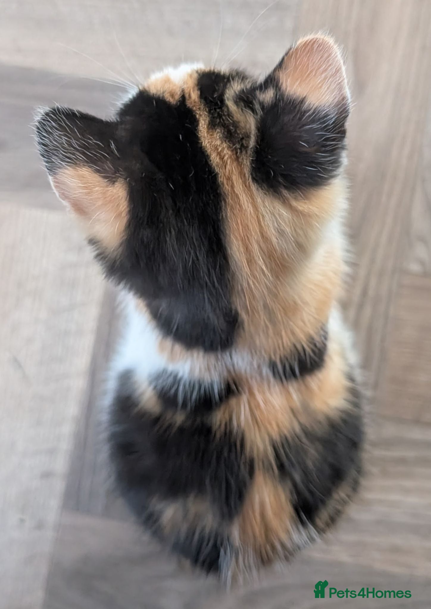 Mixed Breed cats Kitten looking for there forever homes  - Advert 4