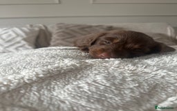 Miniature Dachshund dogs for sale: Exceptional quality long haired mini dachshunds - Image 29