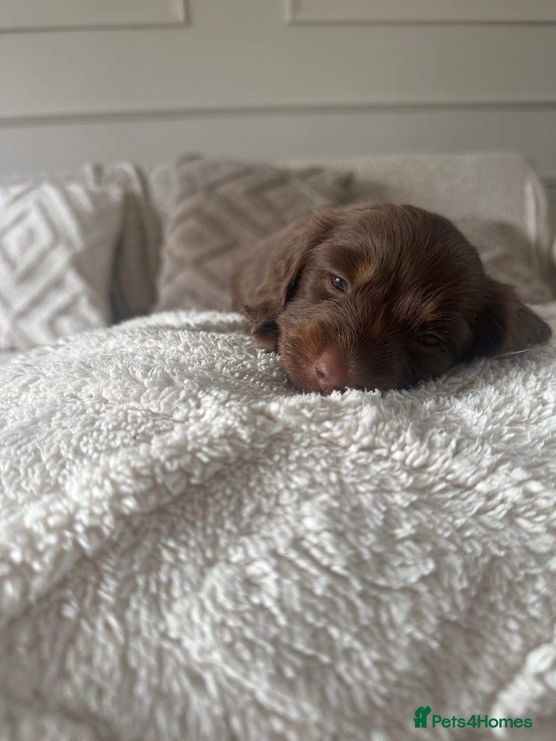 Miniature Dachshund dogs for sale: Exceptional quality long haired mini dachshunds - Image 29