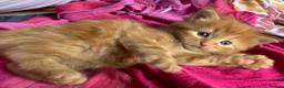 Turkish Angora cats for sale: 6 x Turkish Angora kittens - longhaired stunners - Advert 8